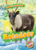 Reindeer cover