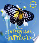 From Caterpillar to Butterfly cover
