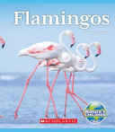 Flamingos cover