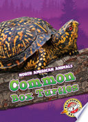 Common Box Turtles cover