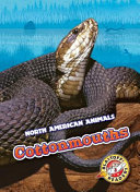 Cottonmouths cover