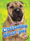Chinese Shar-pei cover