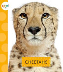 Cheetahs cover