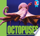Octopuses cover
