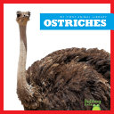 Ostriches cover