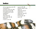 Lizards and Snakes cover