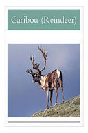 Caribou (Reindeer) cover