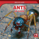 Ants Up Close cover