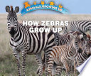 How Zebras Grow Up cover