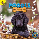 Poodle Puppies cover