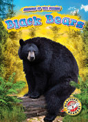 Black Bears cover