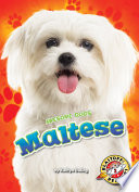 Maltese cover