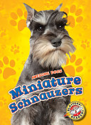 Miniature Schnauzers cover
