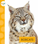 Bobcats cover