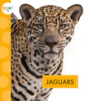 Jaguars cover