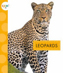 Leopards cover