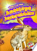 Antelope Jackrabbits cover