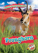 Pronghorn cover