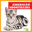 American Shorthairs cover