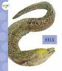 Eels cover