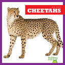 Cheetahs cover
