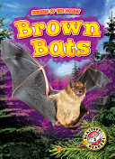 Brown Bats cover