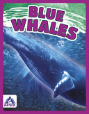 Blue Whales cover