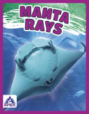 Manta Rays cover