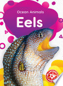 Eels cover