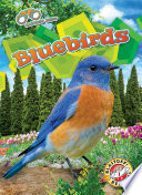 Bluebirds cover