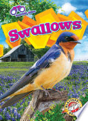 Swallows cover