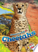 Cheetahs cover