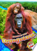 Orangutans cover