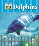 Dolphins cover