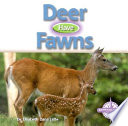 Deer Have Fawns cover