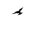 Fly! cover