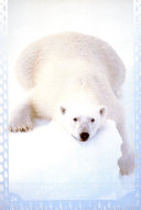 Animals of the Tundra cover