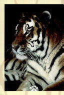 Tiger Tales: A Story of Survival cover