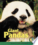 Giant Pandas cover