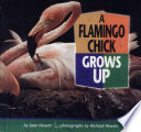A Flamingo Chick Grows Up cover