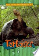 Tortoises cover