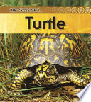 Life Cycle of a Turtle cover