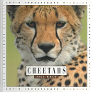 Cheetahs cover