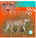 Cheetahs cover