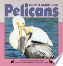 North American Pelicans cover
