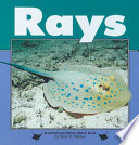 Rays cover