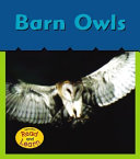 Barn Owls cover