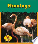 Flamingo cover