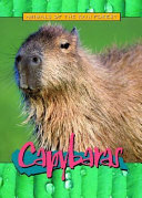 Capybaras cover