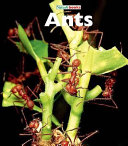 Ants cover